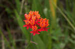 Fewflowered milkweed